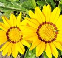 Yellow Wild Flowers