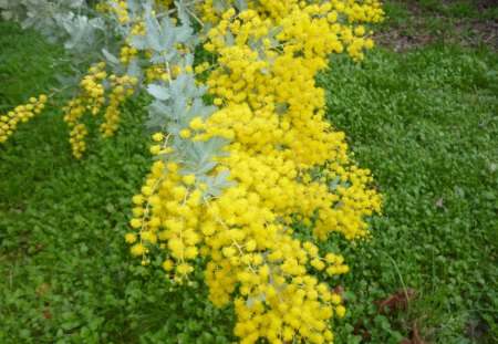 Mimosa - flowers, mimosa, tree, yellow