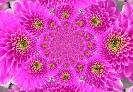 DAZZLING DAHLIA'S - flowers, pink, abstract, dahlias