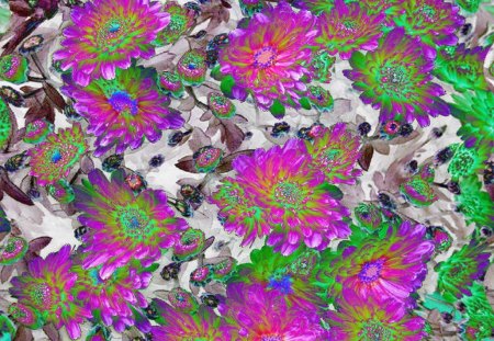 ASTER SOLARIZED - flowers, asters, pretty, abstract