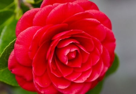 Tenderness - red, soft, red flowers, petals, delicate, tenderness, camelia, flower