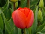 Sweet tulip