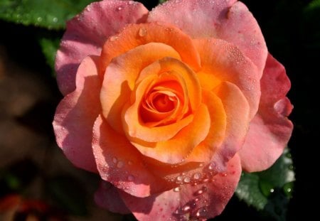 Rose - soft, water drops, petals, delicate, wet, rose, flower