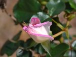 Rose bud