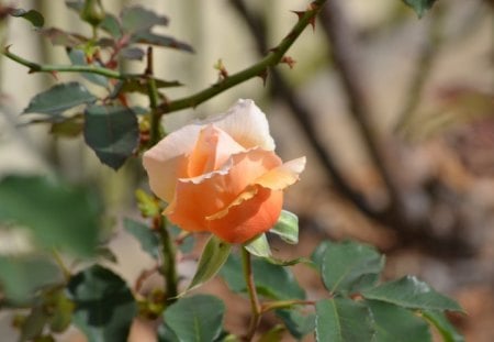 Rose - photography, orange, flower, rose