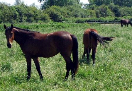 Horses - horses, fields, horse, animals