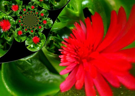 Out of the crowd - abstract, red, fractals, flower, red-green