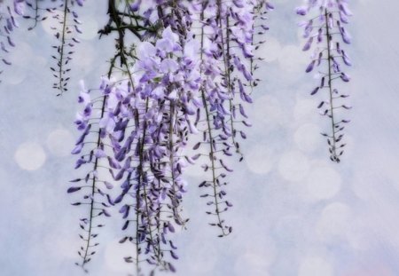 Wisteria - nature, purple, wisteria, beautiful