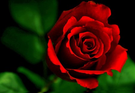 FRIENDSHIP ROSE for ♥ ROXANE ♥(roxane-ar)