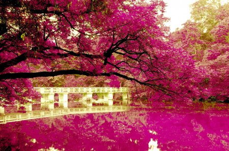 PINK PARK - trees, blossoms, lake, reflection, pink, bridge