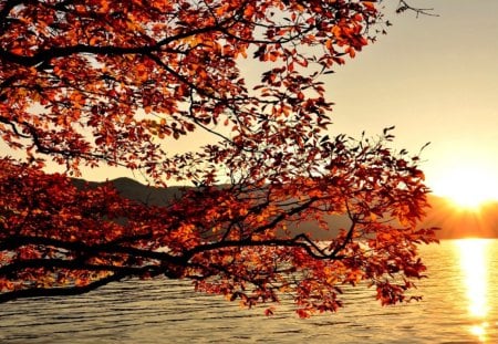 Autumn? - branches, rays, lake, autumn, sun, water, sunset, nature, glow, red, tree