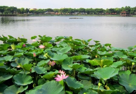 Lotus lake - lotus, flowers, wooden plank, ponds