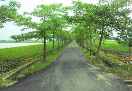 Country road - road, trees, country, paddy fields