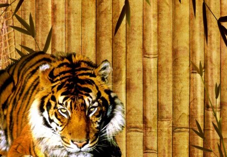 Bamboo Tiger - predator, fur, sexy, cat, eyes, dangerous, kitten, wood, striped, wild, beautiful, leaves, tiger, bamboo