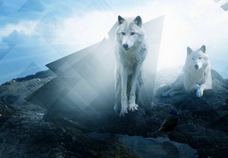 THE TWO BEAUTIES - duo, wolves, arctic, mountain