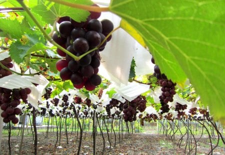 Shear grapes tour - vineyard, grapes, shear, tour