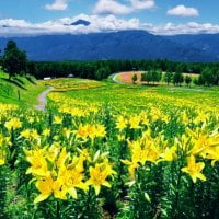 Field of fresh yellow flowers