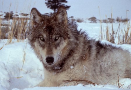 Yellowstone wolf - howl, wolf pack, wolf wallpaper, grey wolf, pack, white, wolves, spirit, lone wolf, grey, dog, mythical, wild  animal black, timber, canis lupus, lobo, winter, majestic, wallpaper, nature, wolf, abstract, snow, beautiful, friendship, the pack, canine, arctic, solitude, howling