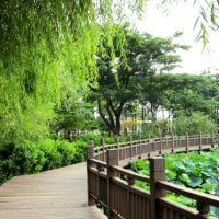 Wooden Path of Lotus lake