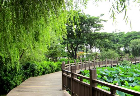 Wooden Path of Lotus lake - wooden path, lake, lotus, flowers