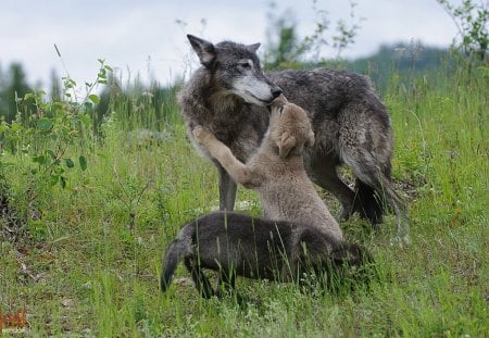 Mother and kids - majestic, wolf, canine, snow, dog, pack, mythical, grey wolf, timber, canis lupus, wolf wallpaper, wild  animal black, abstract, winter, spirit, the pac, beautiful, friendship, wolf pack, howl, howling, wolves, grey, white, nature, lobo, lone wolf, arctic, solitude, wallpaper