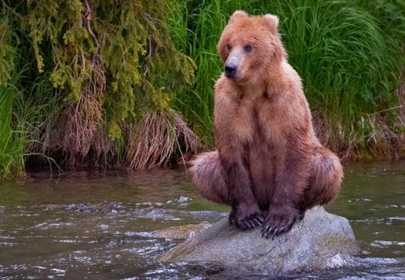 Cold Water - brown, bear, animal, wallpaper, desktop