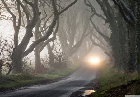 road through haunted forest - branches, road, gnarled, forest, light