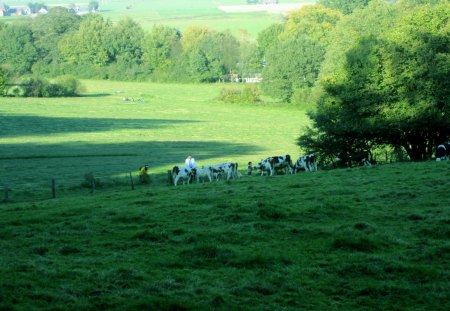 Field - trees, nature, fields, green, grass, cows