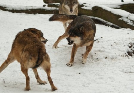 The fight - majestic, wolf, canine, snow, dog, pack, mythical, the pack, grey wolf, timber, canis lupus, wolf wallpaper, wild  animal black, abstract, winter, spirit, beautiful, friendship, wolf pack, howl, howling, wolves, grey, white, nature, lobo, lone wolf, arctic, solitude, wallpaper