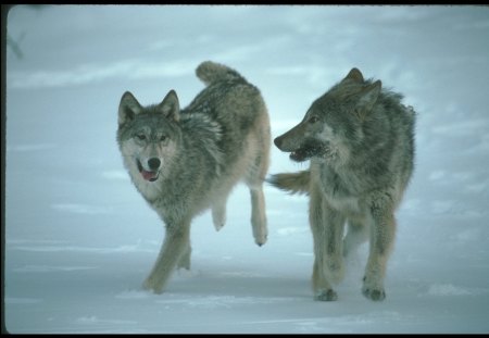 Two Friends - majestic, wolf, canine, snow, dog, pack, mythical, the pack, grey wolf, timber, canis lupus, wolf wallpaper, wild  animal black, abstract, winter, spirit, beautiful, friendship, wolf pack, howl, howling, wolves, grey, white, nature, lobo, lone wolf, arctic, solitude, wallpaper