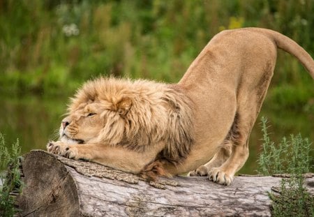 Lazy Lion - big, rock, lazy, lion, cat, wallpaper