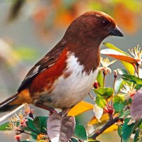 Female Rufus-Sided Towhee