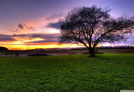 beautiful sunset on town - town, field, tree, sunset, grass