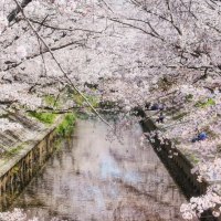 iga river enveloped in cherry blossom