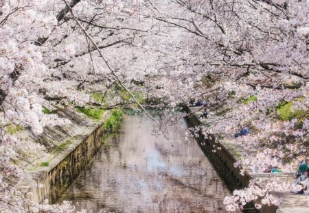 iga river enveloped in cherry blossom - banks, river, trees, blossoms, people