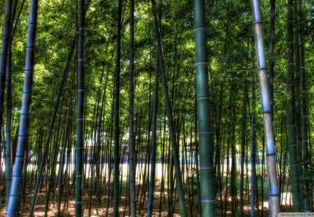 inside a bamboo forest hdr - green, forest, bamboo, sun