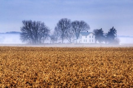 kansas farmhouse in the mist - farm, field, house, trees, mist