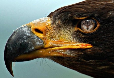 Eagle with Wolf Reflection - eagle, wolf, eye, reflection