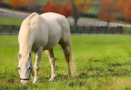 White Horse Grazing - back, trees, legs, road, eyes, grass, fence, horse, fur, mane, nose, white, animal, nature, field, day