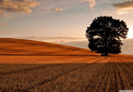 lone tree in afield after the harvest - harvest, clouds, field, tree