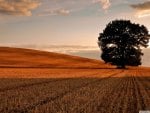 lone tree in afield after the harvest