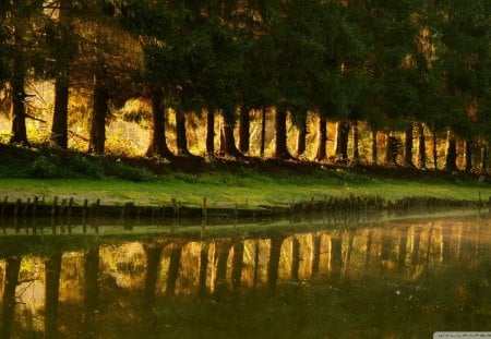 reflection - bank, trees, reflection, river