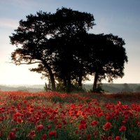 mist on a poppy field