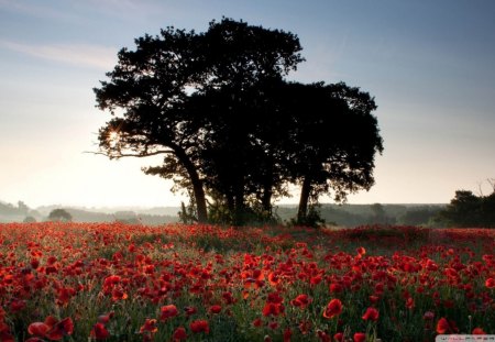 mist on a poppy field - wallpaper, popular, flowers, sundown, poppies, fields, tree, mist, nature