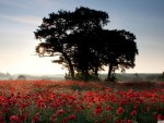 mist on a poppy field