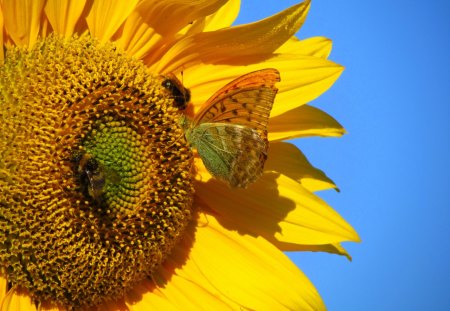 My garden - butterfly, bee, blue, green