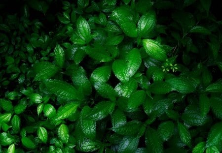 Shrubs - shrubs, leaf, nature, green