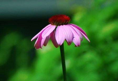 Alone but not lonely - flower, summer, purple, coneflower