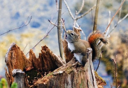 Squirrel - rodent, animal, tree, squirrel