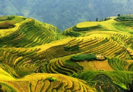 Yellow-Green Terraces - nice, terraces, yellow, cool